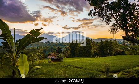 Reisfeld Landschaft am Morgen Stockfoto