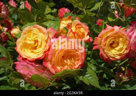 Eine außergewöhnliche Rose, in der jede Blume von tiefrosa Blütenblättern auf der Außenseite bis hin zu goldgelb auf der Innenseite schattiert, Garden Delight, entworfen von Kordes Stockfoto