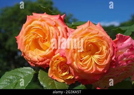 Eine außergewöhnliche Rose, in der jede Blume von tiefrosa Blütenblättern auf der Außenseite bis hin zu goldgelb auf der Innenseite schattiert, Garden Delight, entworfen von Kordes Stockfoto