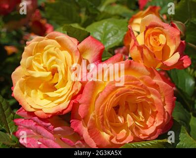 Eine außergewöhnliche Rose, in der jede Blume von tiefrosa Blütenblättern auf der Außenseite bis hin zu goldgelb auf der Innenseite schattiert, Garden Delight, entworfen von Kordes Stockfoto