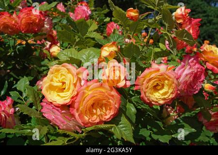 Eine außergewöhnliche Rose, in der jede Blume von tiefrosa Blütenblättern auf der Außenseite bis hin zu goldgelb auf der Innenseite schattiert, Garden Delight, entworfen von Kordes Stockfoto