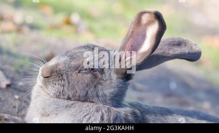 Reinrassiger Kaninchen Belgischer Riese, der draußen in der Sonne ruht Stockfoto