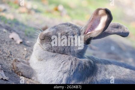 Reinrassiger Kaninchen Belgischer Riese, der draußen in der Sonne ruht Stockfoto