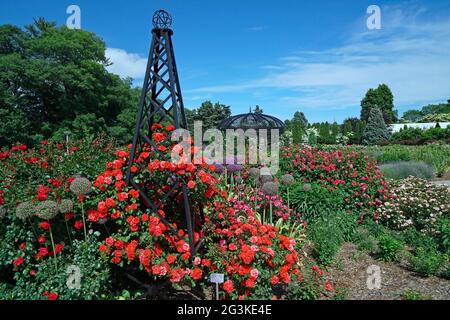 Leuchtend rote Rosen auf einem Gitter im Rosengarten des Royal Botanical Gardens in Hamilton, Ontario, Kanada Stockfoto
