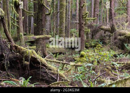 Alter Wachstumswald in Avatar Grove, Vancouver Island Stockfoto