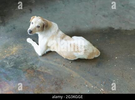 Ein weißer Hund liegt auf dem nassen Zementboden. Stockfoto