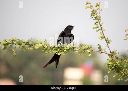 Schwarzer Drongo-Vogel sitzt in einem Baumzweig Stockfoto