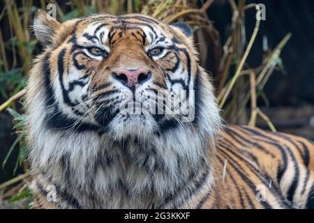 Vom Aussterben bedrohte Sumatraer Tiger in einem australischen Zoo Stockfoto