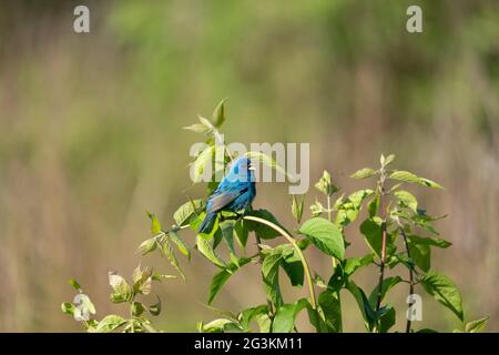 Indigo Bunting thront auf einem grünen Busch Stockfoto