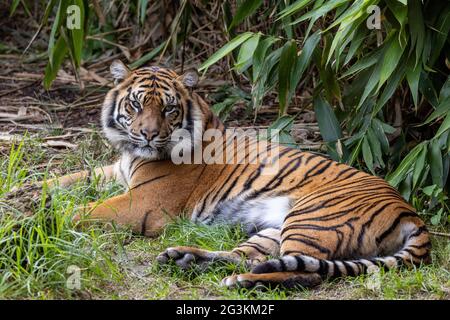 Vom Aussterben bedrohte Sumatraer Tiger in einem australischen Zoo Stockfoto