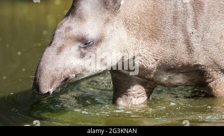 Profilbildnis des südamerikanischen Tapir im Wasser Stockfoto