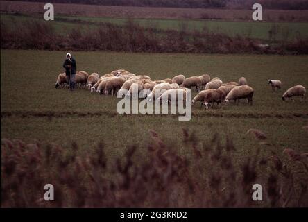 Shepherd im Axios Delta Nationalpark Stockfoto