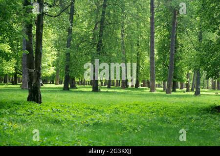 Sommer Wald Hintergrund. Heller sauberer Sommerwald mit grünen Bäumen und Gras. Hochwertige Fotos Stockfoto