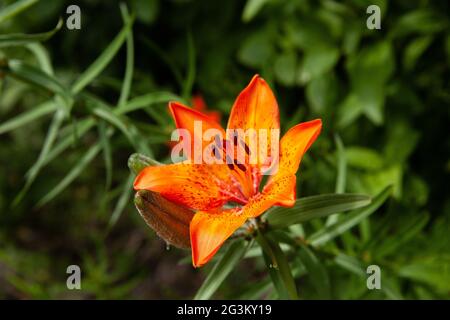 Orange Lilie (Lilium Bulbiferum) mit verschwommenen Hintergrund. Stockfoto
