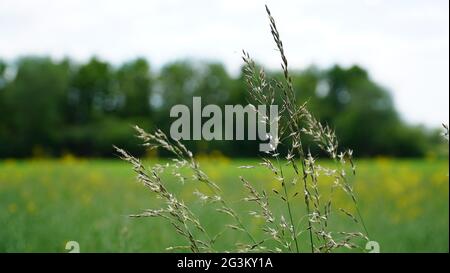 Bonn Deutschland Juni 2021 Nahaufnahme von blühendem Gras vor grünem Hintergrund bei Sonnenschein Stockfoto