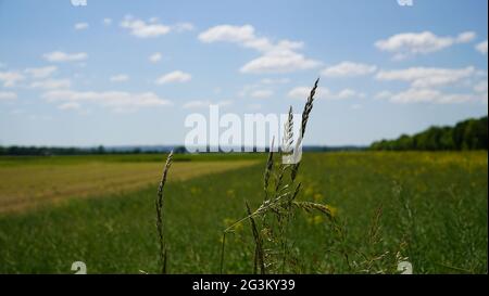 Bonn Deutschland Juni 2021 Nahaufnahme von blühendem Gras vor grünem Hintergrund bei Sonnenschein Stockfoto