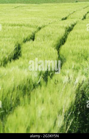 Traktorspuren im grünen Gerstenfeld im späten Frühjahr. Konzepte für Landwirtschaft, Ernährung und Umwelt Stockfoto