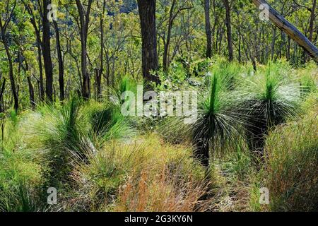 Grasbäume (Xanthorrhoea australis), Upper Clarence River, Clarence River Wilderness Lodge, Paddy's Flat, New South Wales, Australien Stockfoto
