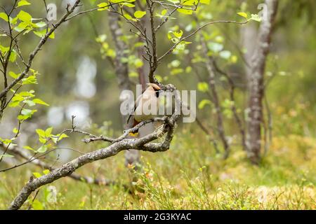 Der böhmische Wachsflügel (Bombycilla garrulus) thront auf dem Birkenzweig in finnischer Natur Stockfoto