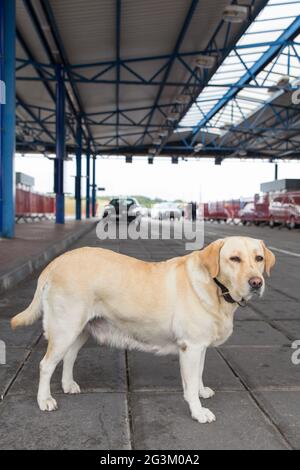 Der goldene Retriever-Zollhund für die Suche nach Drogen und Waffen an der Autokontrolle über die Staatsgrenze Stockfoto