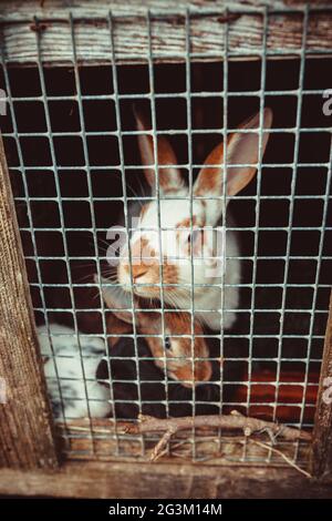 Kaninchen in einen Käfig Stockfoto