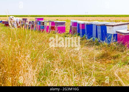 Imker nehmen die Wabe auf Holzrahmen, um Honig aus Bienenstöcken zu extrahieren, Ernte. Stockfoto