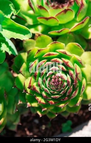 Sempervivum tectorum, Nahaufnahme. Zimmerpflanzen, Blumen in Töpfen. Stockfoto