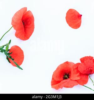 Mohnblumen und Blütenblätter isoliert auf weißem Hintergrund. Draufsicht, flaches Lay, Mock Up. Stockfoto