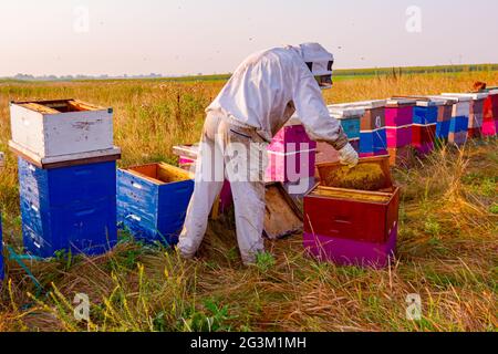 Imker ist, aus der Wabe auf Holzrahmen Honig aus der Bienenvölker, die Ernte zu extrahieren. Stockfoto