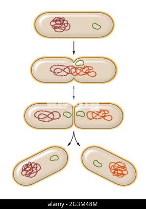 Prozess der bakteriellen Spaltung. Wiedergabe Stockfoto