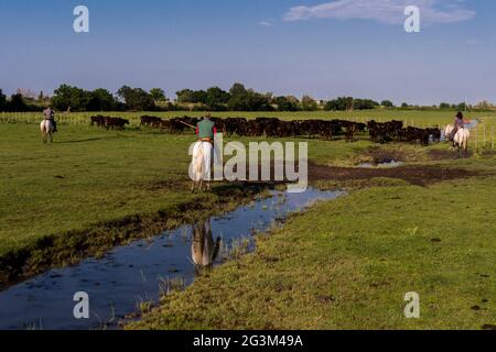 FRANKREICH. BOUCHES DU RHONE (13) CAMARGUE. IN DER NÄHE VON LES SAINTES MARIES DE LA MER. CAMARGUE PFERDE UND WÄCHTER IN EINER HERDE. SORTIERUNG DER BULLEN. Stockfoto