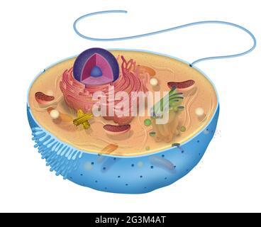 Lllustration der Tierzelle Stockfoto