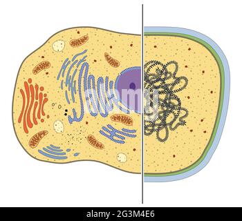 Illustration von eukaryotischen und prokaryotischen Zellen. Unterschiede Stockfoto