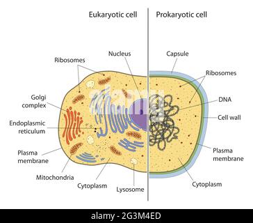Lllustration von eukaryotischen und prokaryotischen Zellen mit Text Stockfoto