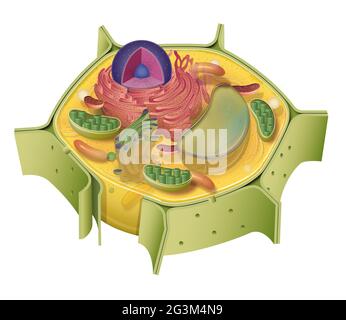 Lllustrieren der Pflanzenzelle Stockfoto