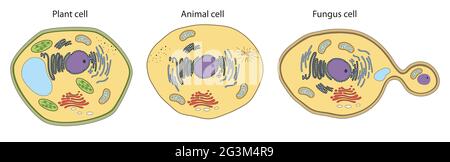 Zellstruktur von Pflanzen, Tieren und Pilzen Stockfoto