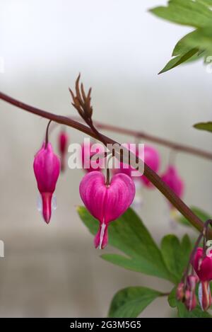 Weinendes Herz lila Blume Stockfoto