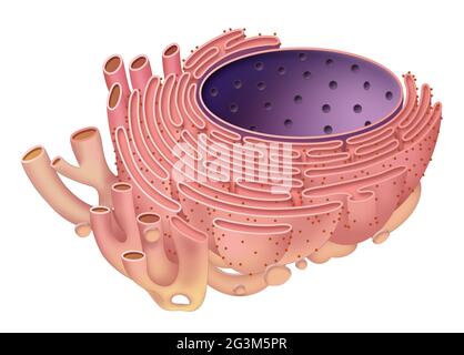 Das endoplasmatische Retikulum ist Organelle, die in eukaryotischen Zellen gefunden wird Stockfoto