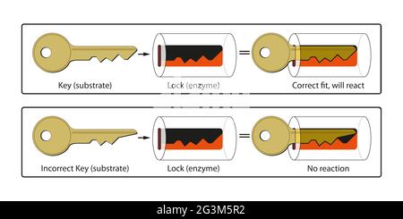 Der grundlegende Mechanismus, durch den Enzyme chemische Reaktionen katalysieren, beginnt mit der Bindung des Substrats an die aktive Stelle auf dem Enzym Stockfoto