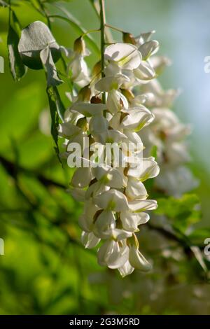 Chinesische weiße Akazienblüten, blühende Bäume, die reich an Nektarhonig sind und von Bienen in der Nähe des Bienenvölker gesammelt werden. Stockfoto