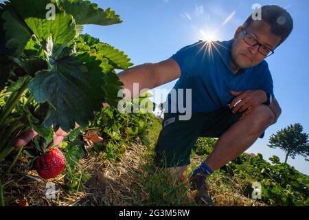 17. Juni 2021, Sachsen-Anhalt, Schleibnitz: Ansgar Laame vom Laameshof überprüft die Qualität seiner Erdbeeren auf seinem Feld. Die Erdbeerernte auf den Feldern der Farm begann erst Ende letzter Woche, also relativ spät im Jahr. Normalerweise beginnt die Erdbeerernte bereits im Mai. Die Verzögerung könnte mit dem kalten Frühling zusammenhängen, vermuten die Bauern. Der Betrieb ist dabei, auf ökologischen Landbau umzurüsten. Bio-Erdbeeren müssen auf angebautem Boden wachsen und werden nicht mit chemischen Insektiziden behandelt. Die Früchte werden direkt vom Feld angeboten, können aber auch gepflückt werden Stockfoto