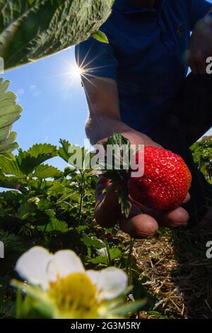 17. Juni 2021, Sachsen-Anhalt, Schleibnitz: Ansgar Laame vom Laameshof überprüft die Qualität seiner Erdbeeren auf seinem Feld. Die Erdbeerernte auf den Feldern der Farm begann erst Ende letzter Woche, also relativ spät im Jahr. Normalerweise beginnt die Erdbeerernte bereits im Mai. Die Verzögerung könnte mit dem kalten Frühling zusammenhängen, vermuten die Bauern. Der Betrieb ist dabei, auf ökologischen Landbau umzurüsten. Bio-Erdbeeren müssen auf angebautem Boden wachsen und werden nicht mit chemischen Insektiziden behandelt. Die Früchte werden direkt vom Feld angeboten, können aber auch gepflückt werden Stockfoto