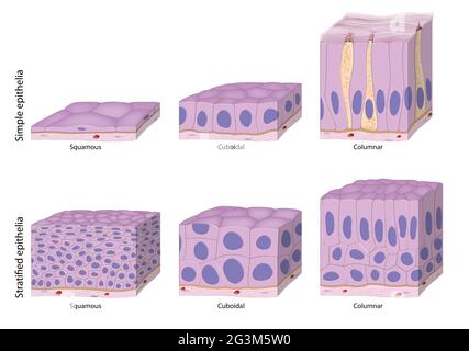 Epithelgewebe werden nach der Anzahl ihrer Schichten sowie nach Form und Funktion der Zellen klassifiziert Stockfoto