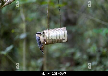 Nuthatch, der nach Samen aus einem alten Dosenfutterhäuschen aussortet Stockfoto