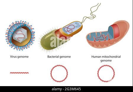 Genomtypen in Viren, Bakterien und menschlichen Mitochondrien. Diagramm von geschlossener zirkularer DNA und linearer DNA Stockfoto