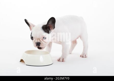 Französisch Welpen Bulldog essen, isoliert Stockfoto