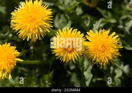 Eine Gruppe von gelben Löwenzahn-, Taraxacum officinale-, Löwenzahn- oder Uhrblüten, blühend im Frühling, Nahaufnahme von oben Stockfoto