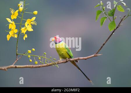 Das Bild des Pflaumenkopfsittichs (Psittacula cyanocephala) in Shimoga, Karnataka, Indien, Asien Stockfoto