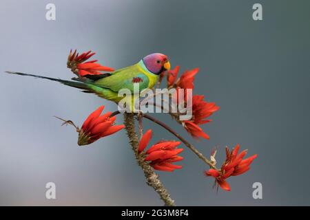 Das Bild des Pflaumenkopfsittichs (Psittacula cyanocephala) in Shimoga, Karnataka, Indien, Asien Stockfoto