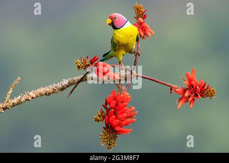 Das Bild des Pflaumenkopfsittichs (Psittacula cyanocephala) in Shimoga, Karnataka, Indien, Asien Stockfoto